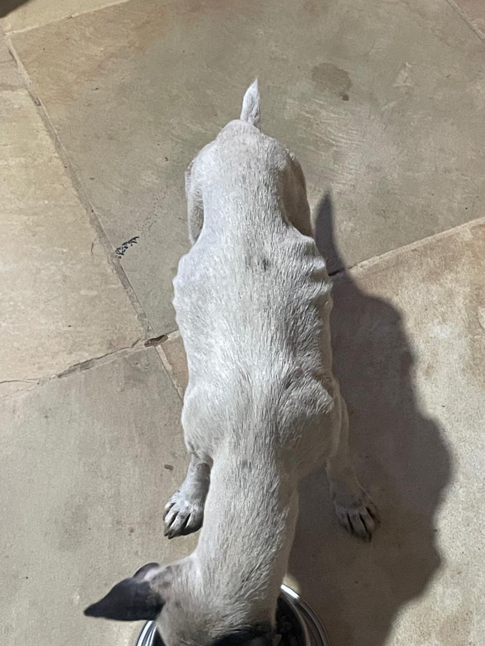Sadie - Image 4