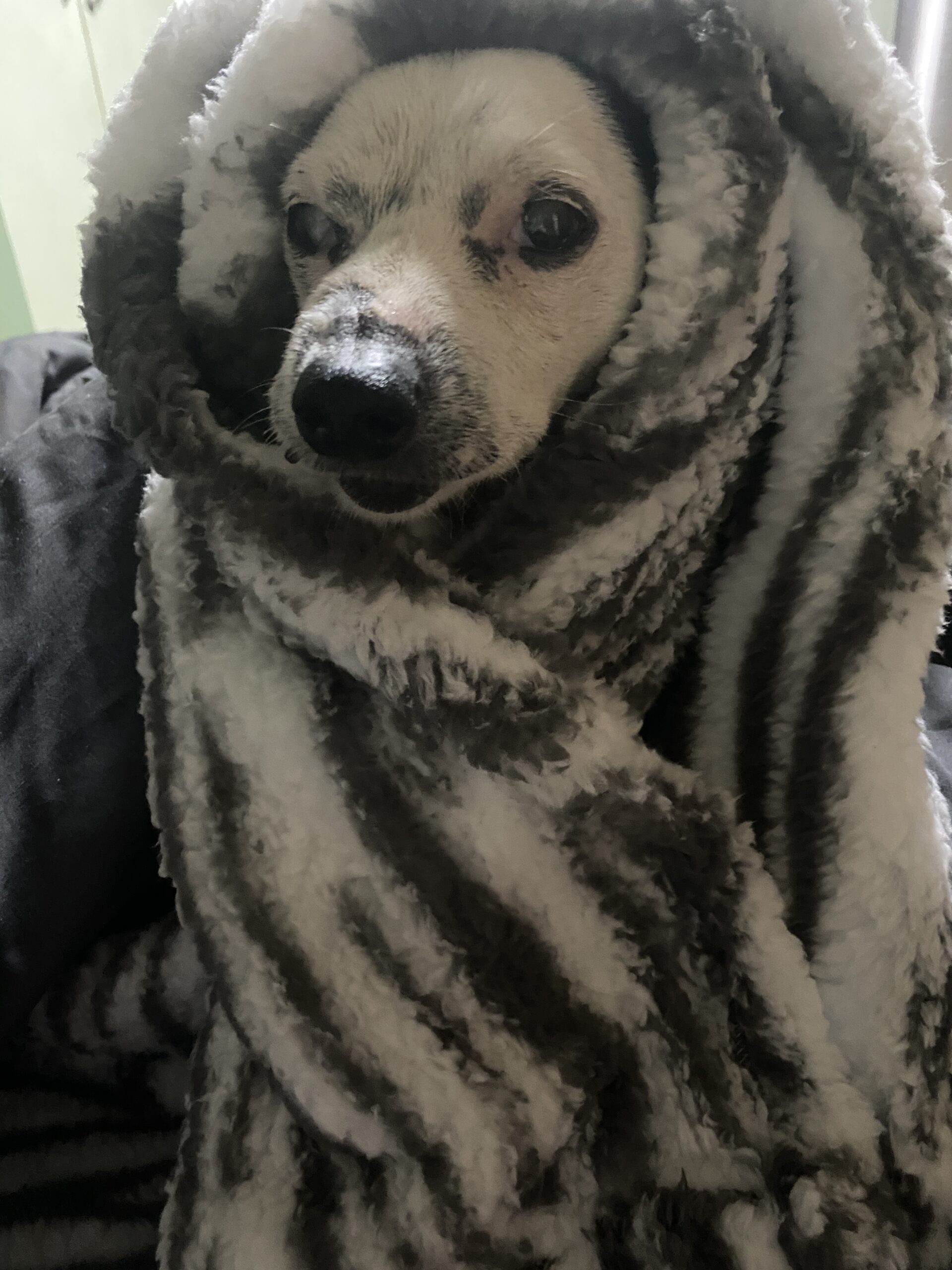 Sadie - Image 7