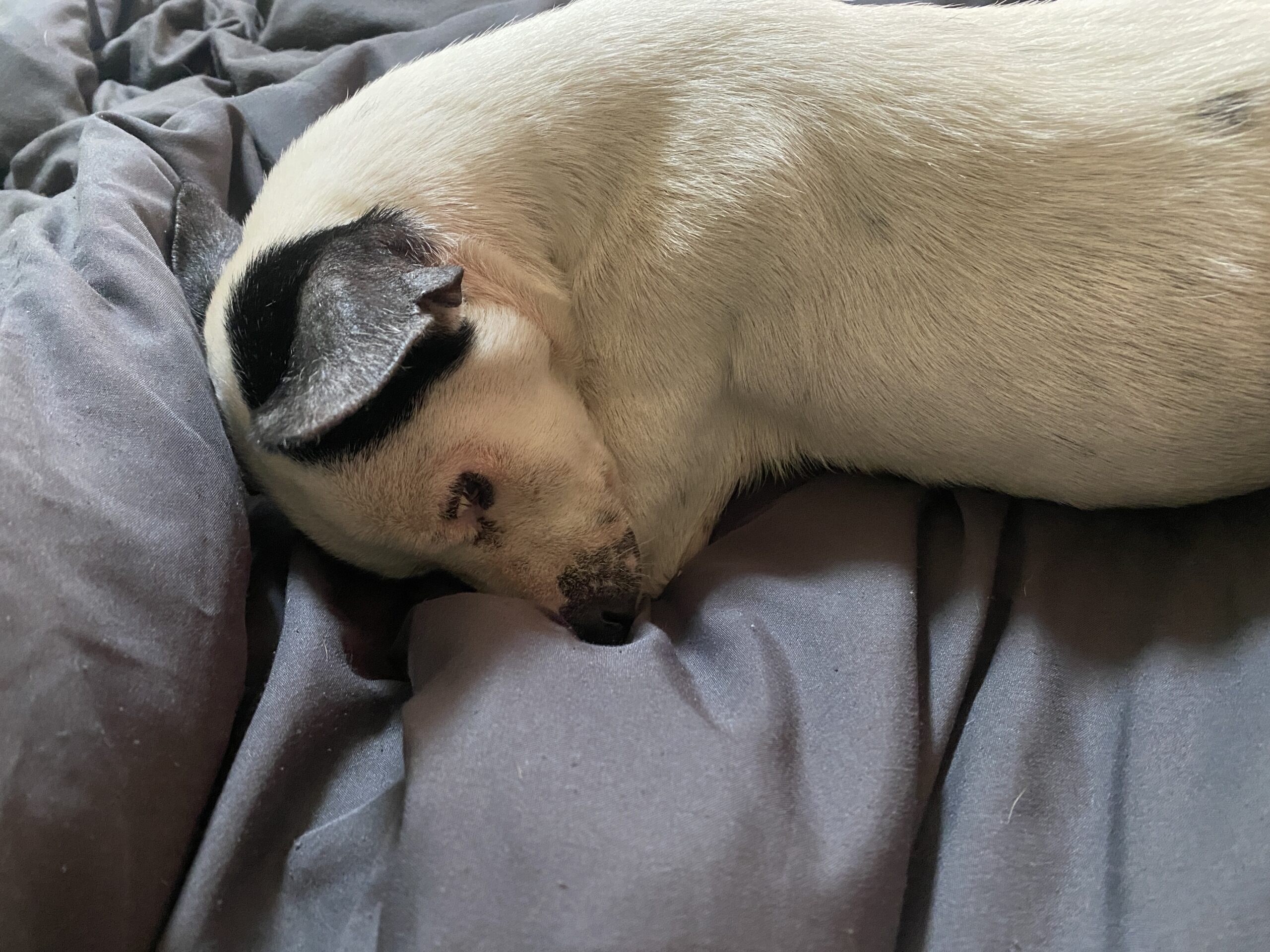 Sadie - Image 8
