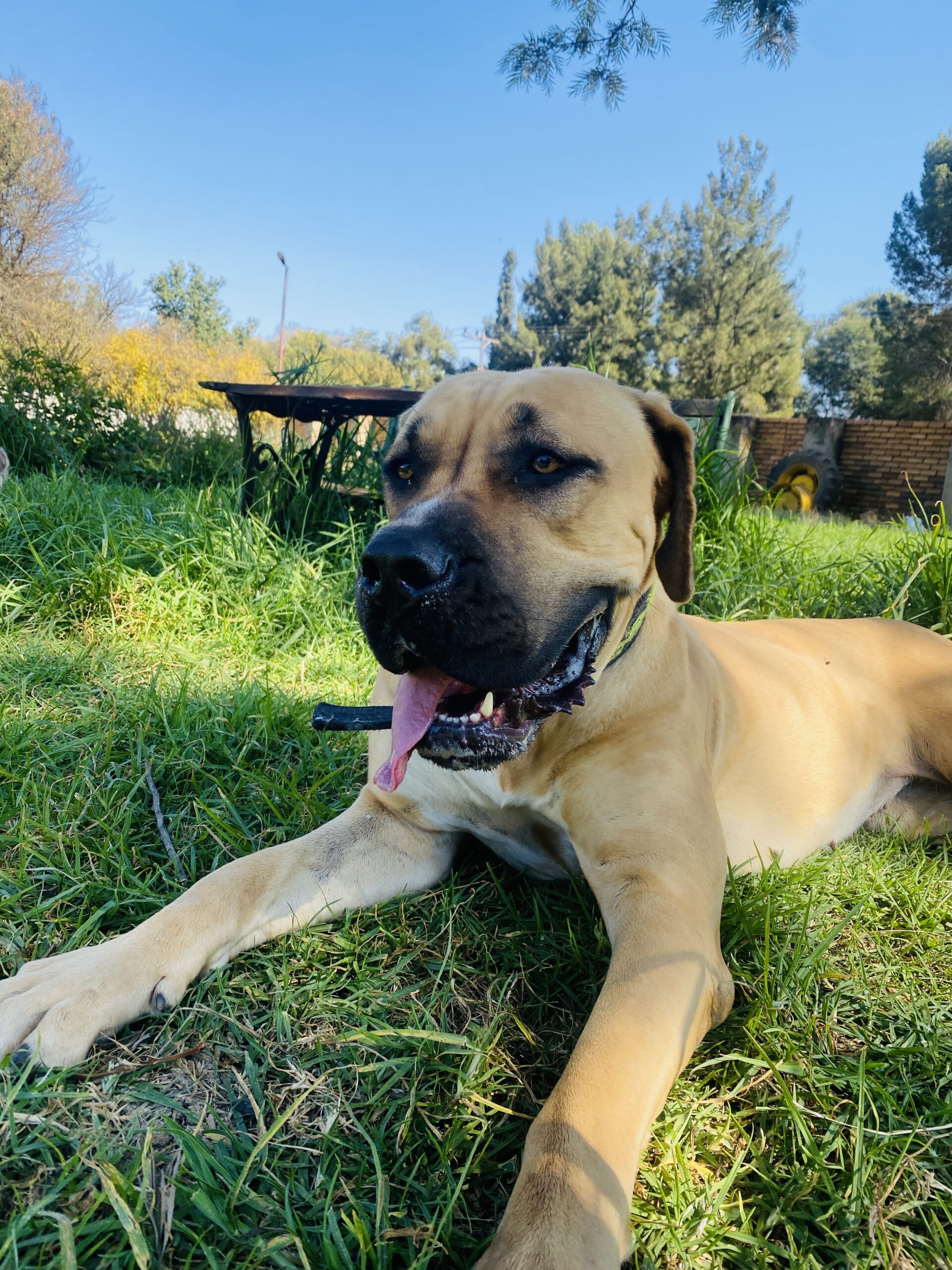 Roxy - Image 12