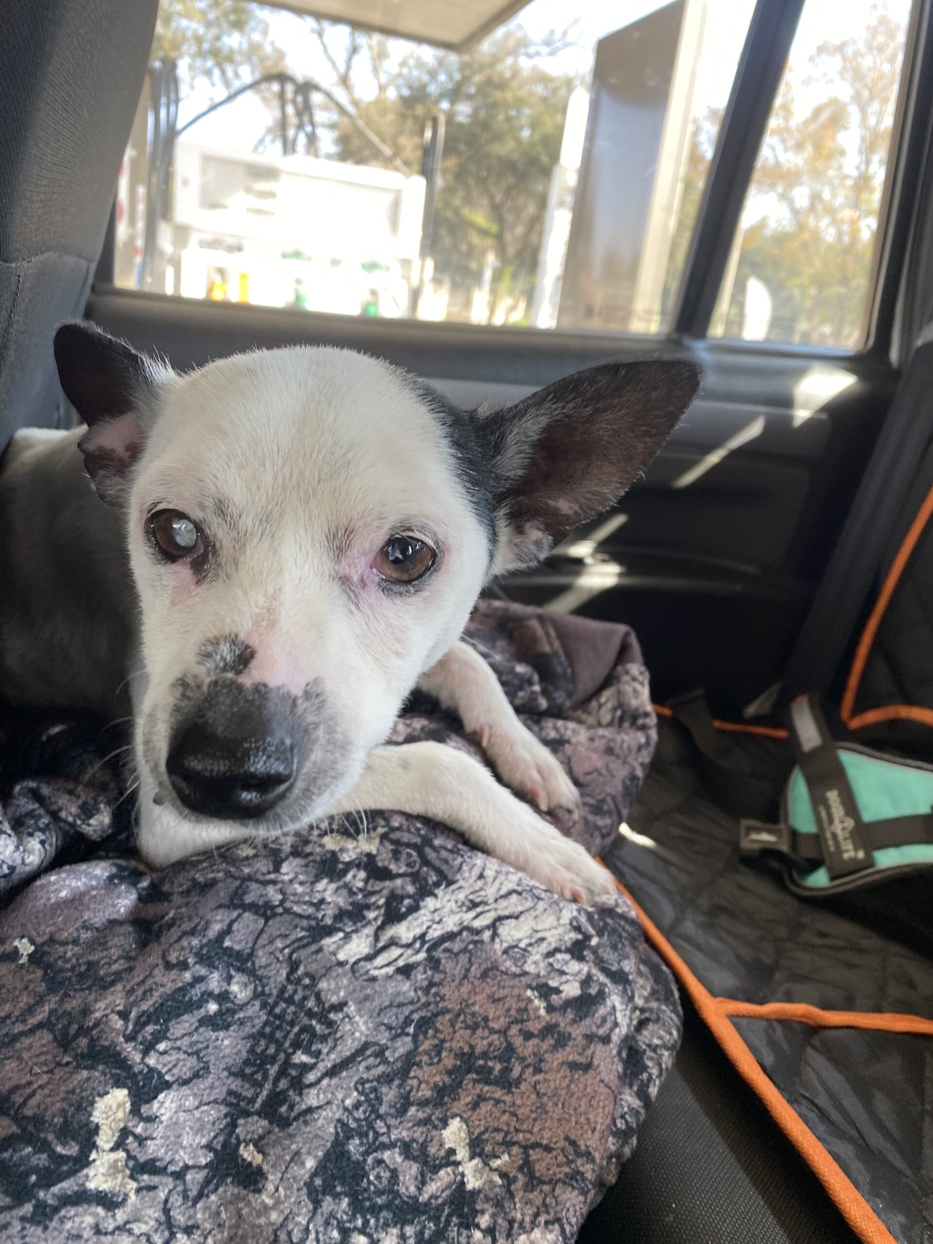 Sadie - Image 10