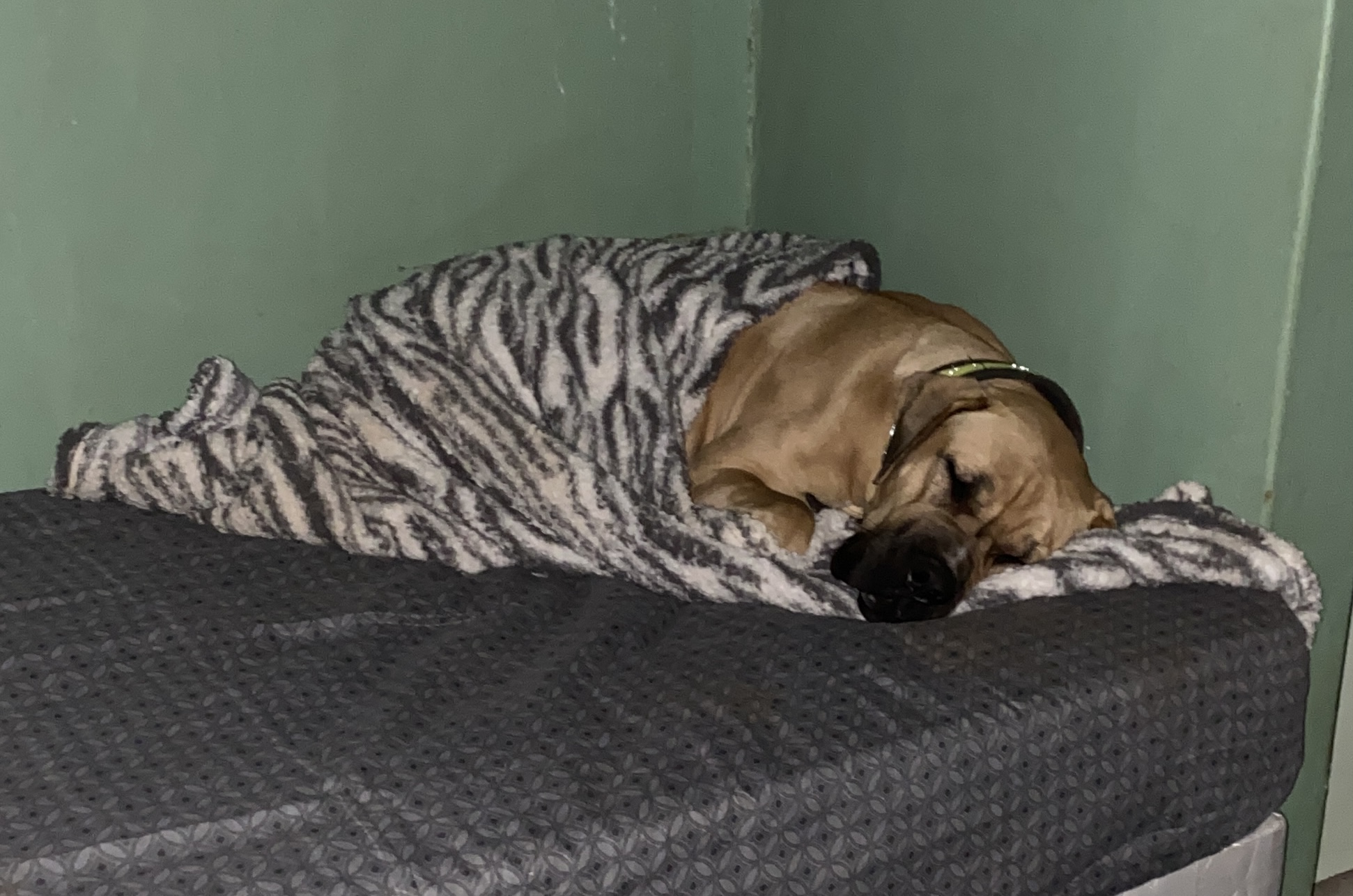 Roxy - Image 11