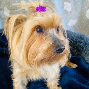 Zoey (Yorkie)