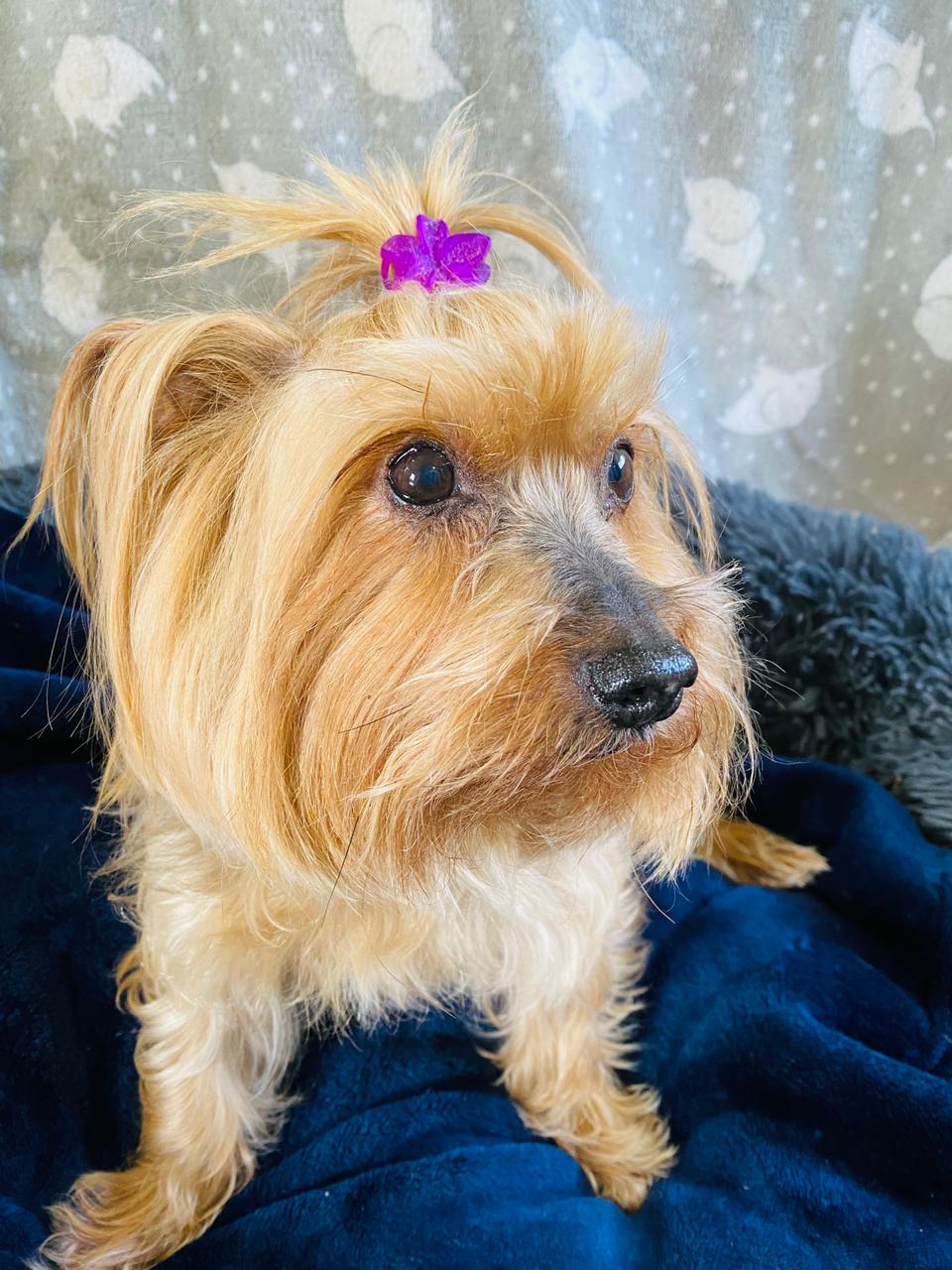 Zoey (Yorkie)