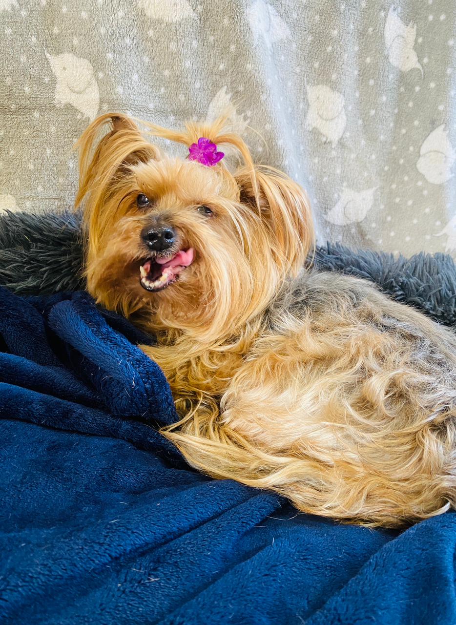 Zoey (Yorkie) - Image 6