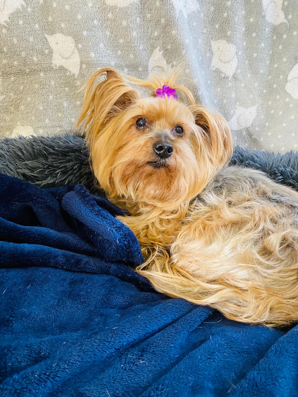 Zoey (Yorkie) - Image 5
