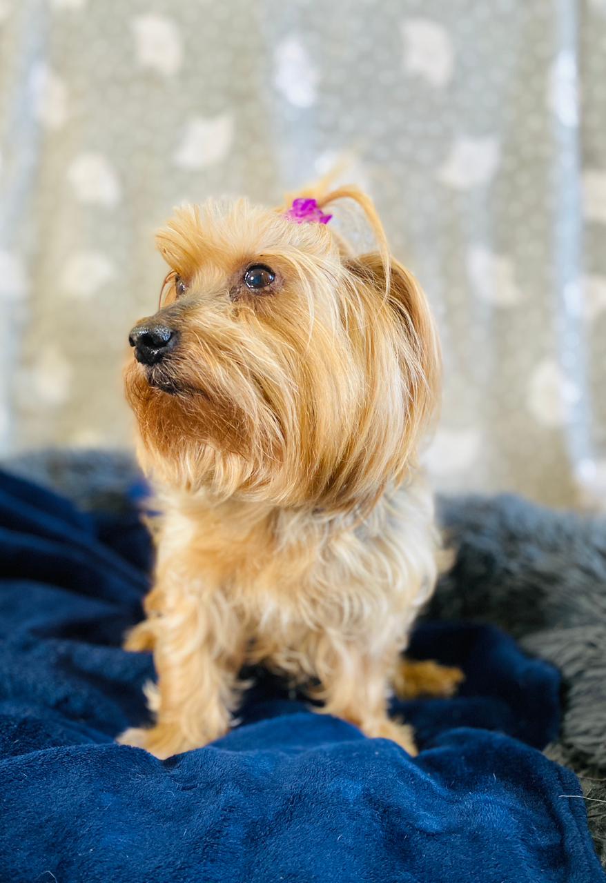 Zoey (Yorkie) - Image 7