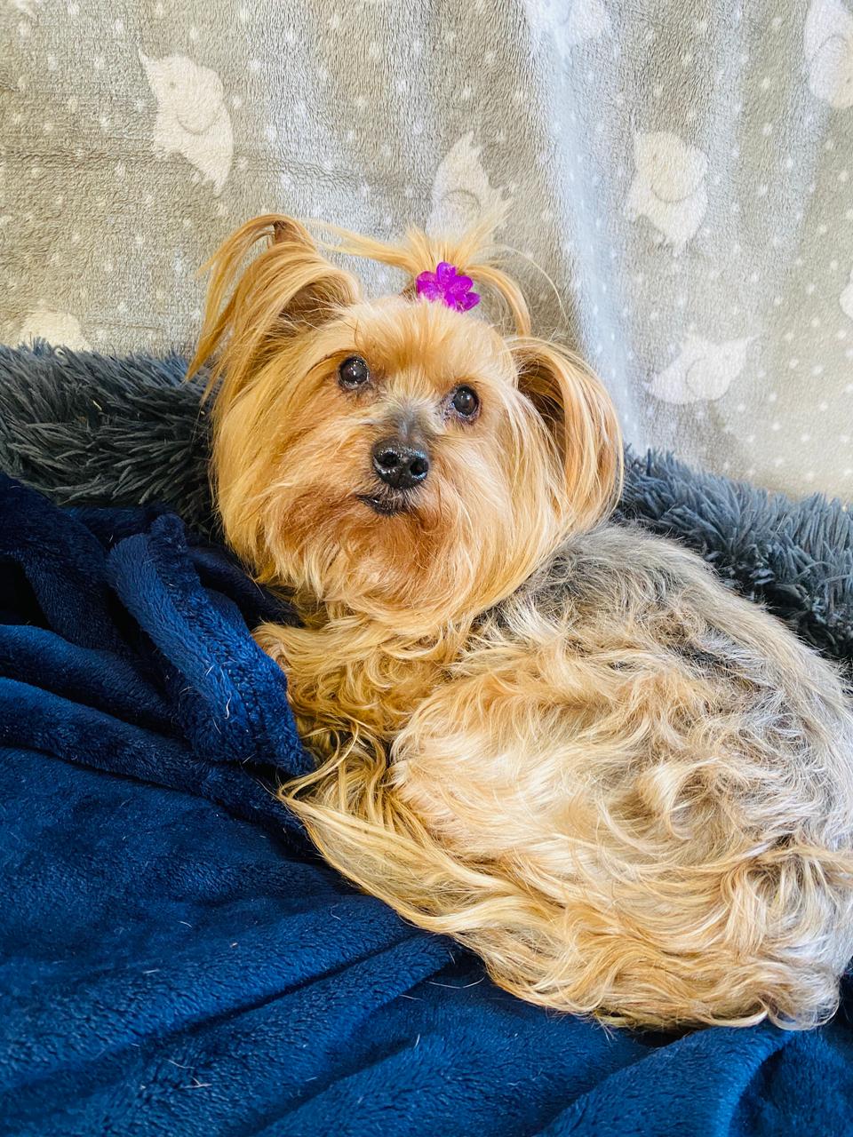 Zoey (Yorkie) - Image 3