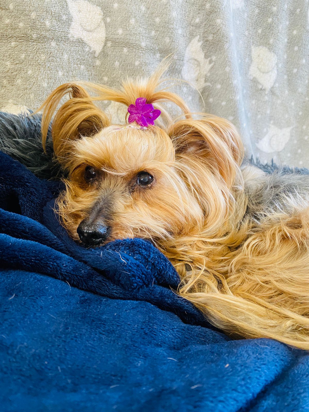 Zoey (Yorkie) - Image 2