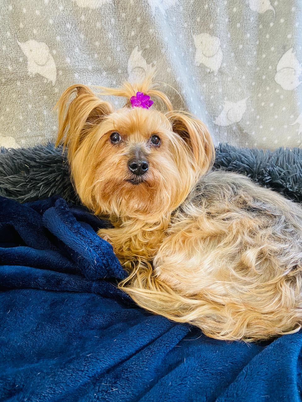 Zoey (Yorkie) - Image 4